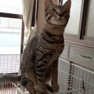 サバトラ男子名古屋から