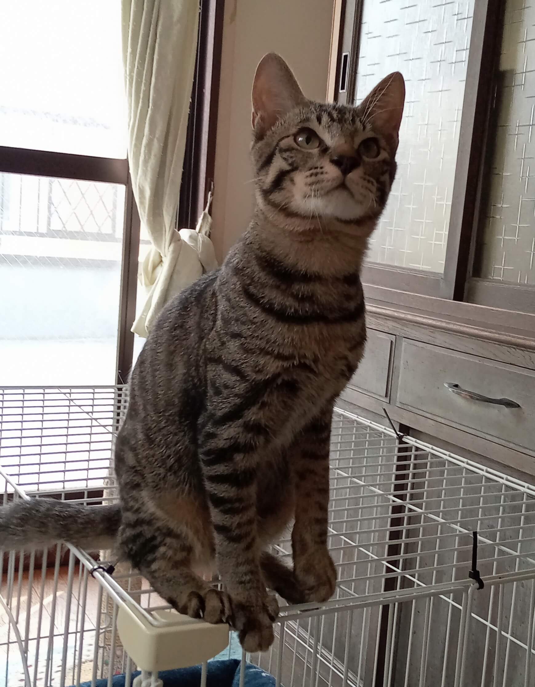 サバトラ男子名古屋から