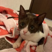 黒白の美少女　薄いブラックカラーがオシャレ✨