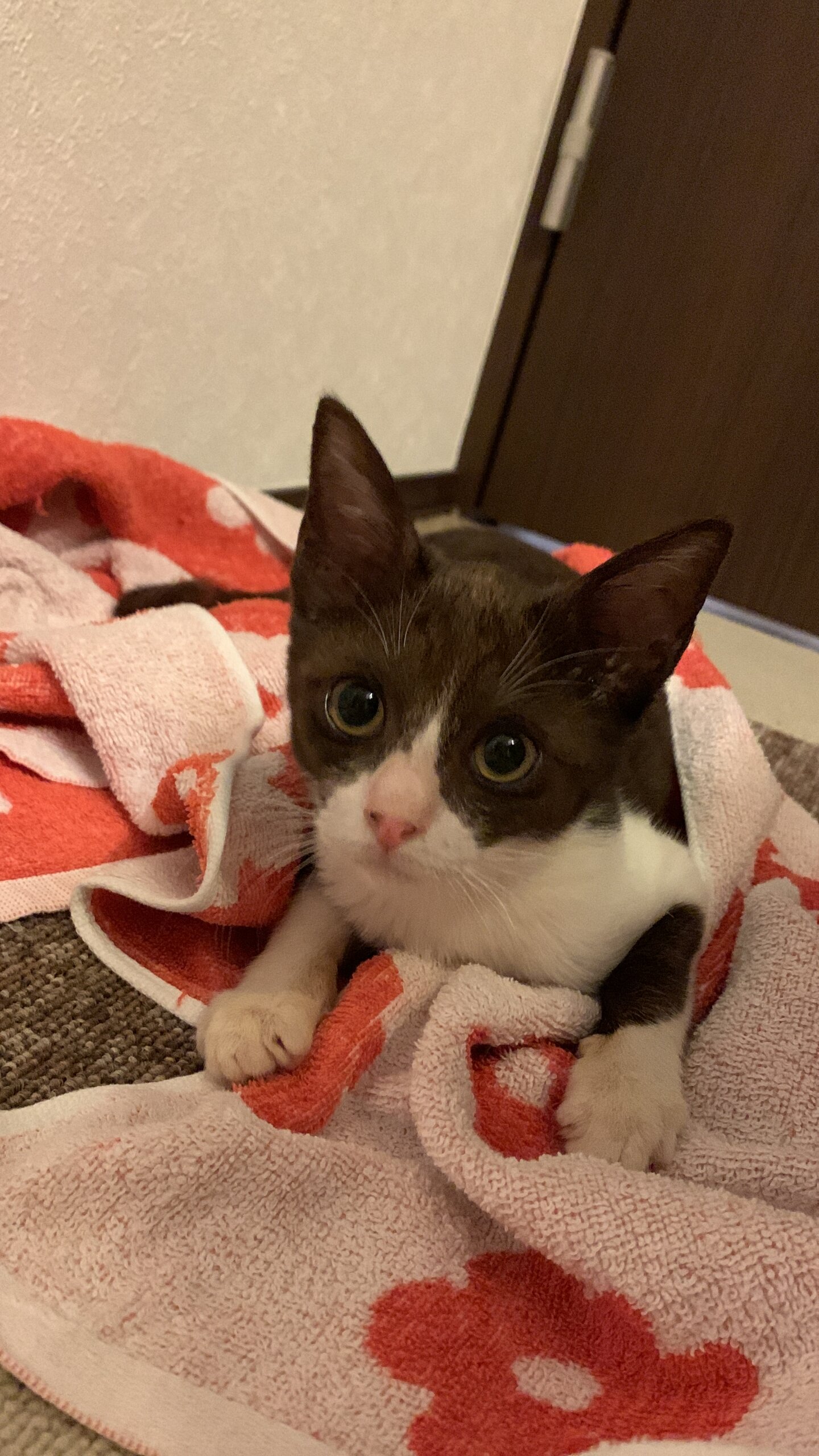 黒白の美少女　薄いブラックカラーがオシャレ✨