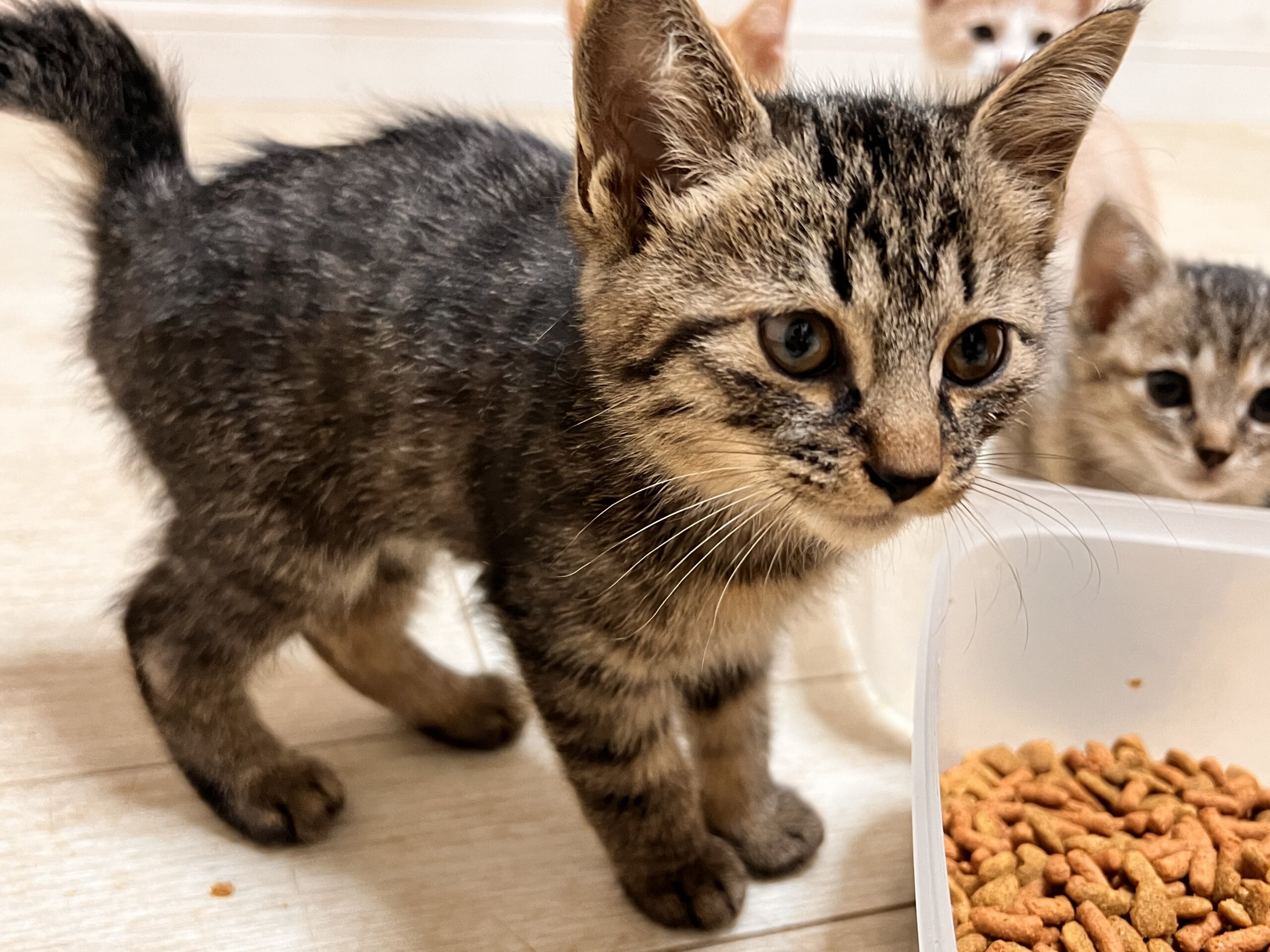 ★かわいいくてやんちゃなこ★