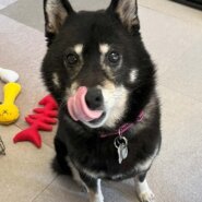 黒柴のはるちゃん♪ 推定10歳・♀