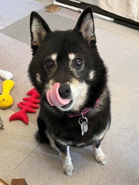 黒柴のはるちゃん♪ 推定10歳・♀