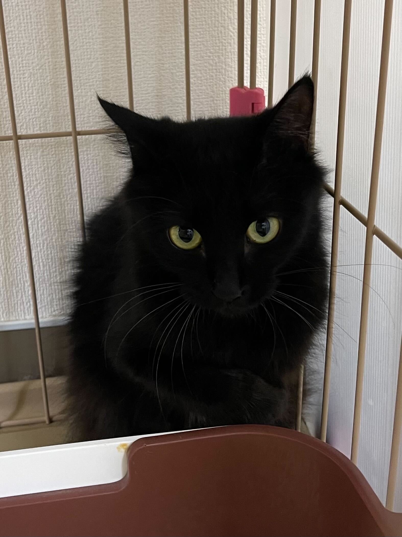 美人黒猫✨やや長毛✨まりもちゃん♀✨人馴れ⭕️