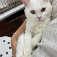 人馴れ◎白猫ボーイ✨マリー