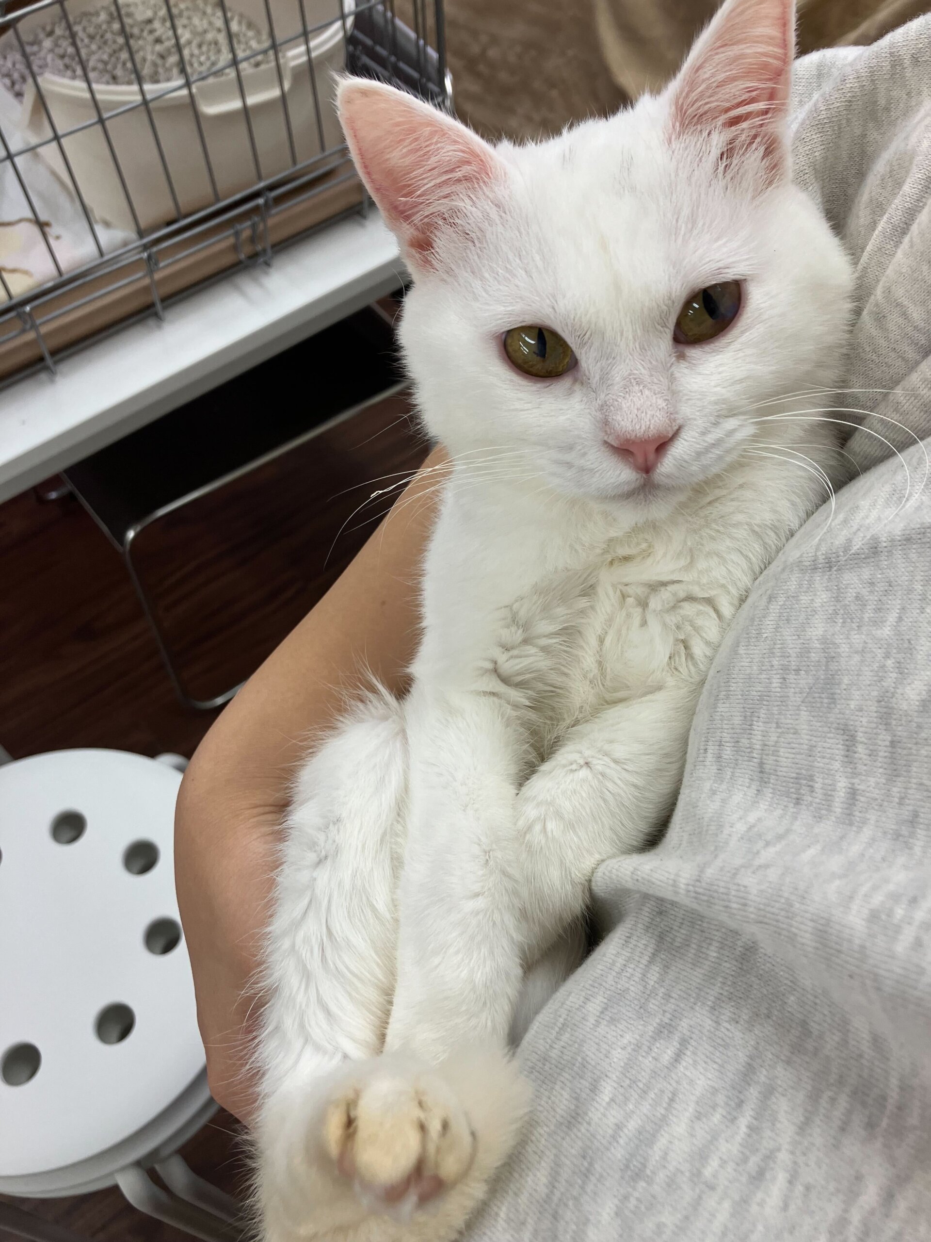 人馴れ◎白猫ボーイ✨マリー