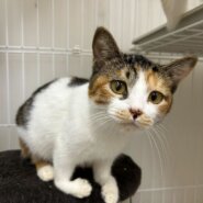 プリンセス顔の三毛猫✨ベル✨可愛さ100%