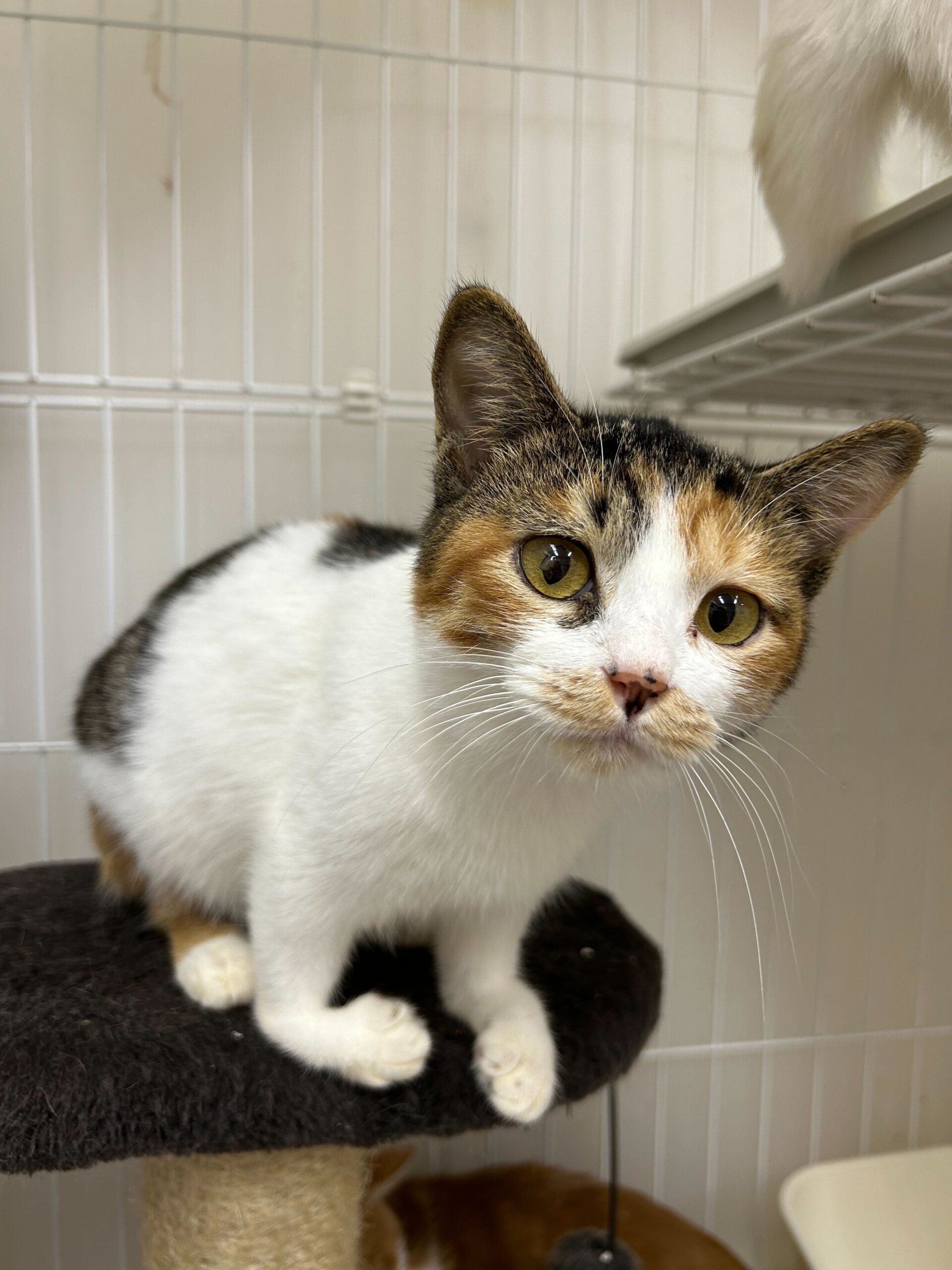 プリンセス顔の三毛猫✨ベル✨可愛さ100%