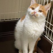 ふくふく顔の茶白ガール✨ルーズ