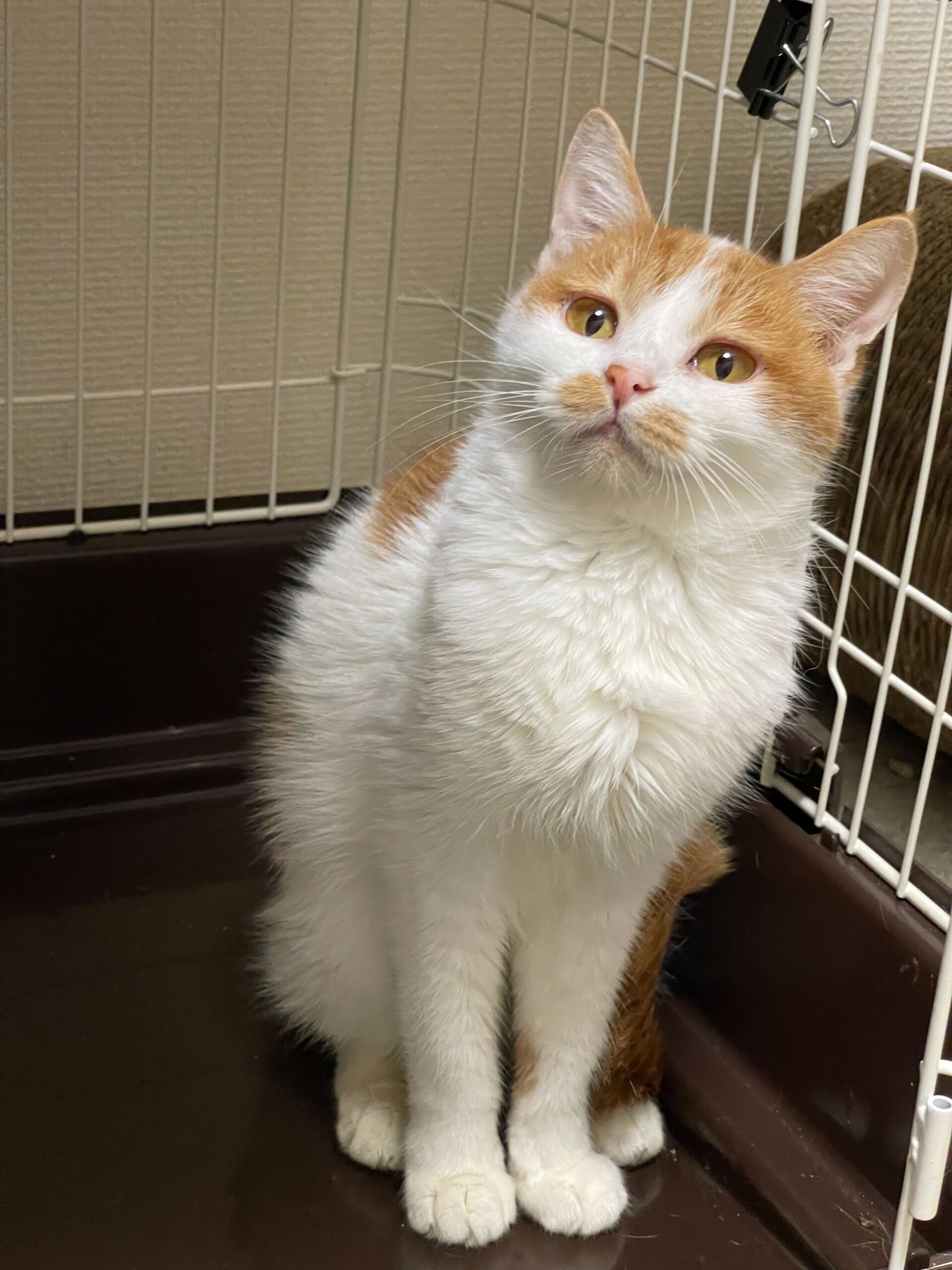 ふくふく顔の茶白ガール✨ルーズ