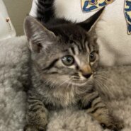 2ヶ月✨キジトラベビー✨女の子✨カモミール