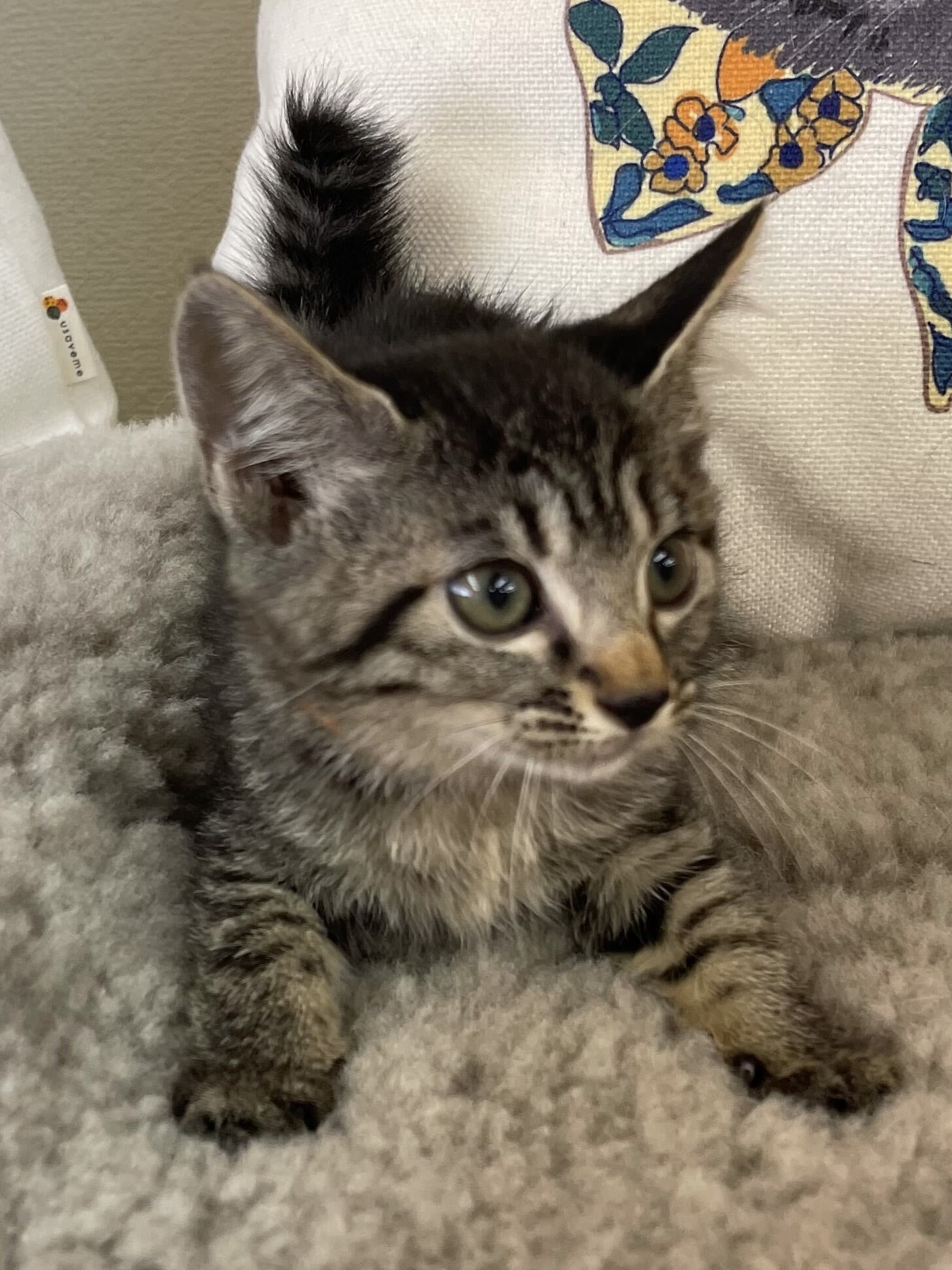 2ヶ月✨キジトラベビー✨女の子✨カモミール