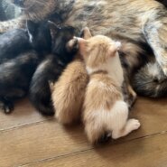 最後2〜3ヶ月くらいの子達