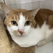 スリゴロ茶白ボーイ✨フルー