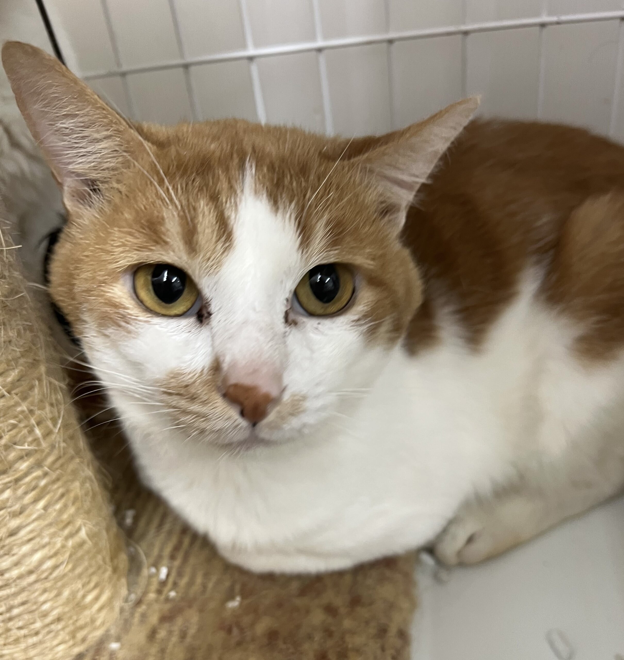 スリゴロ茶白ボーイ✨フルー