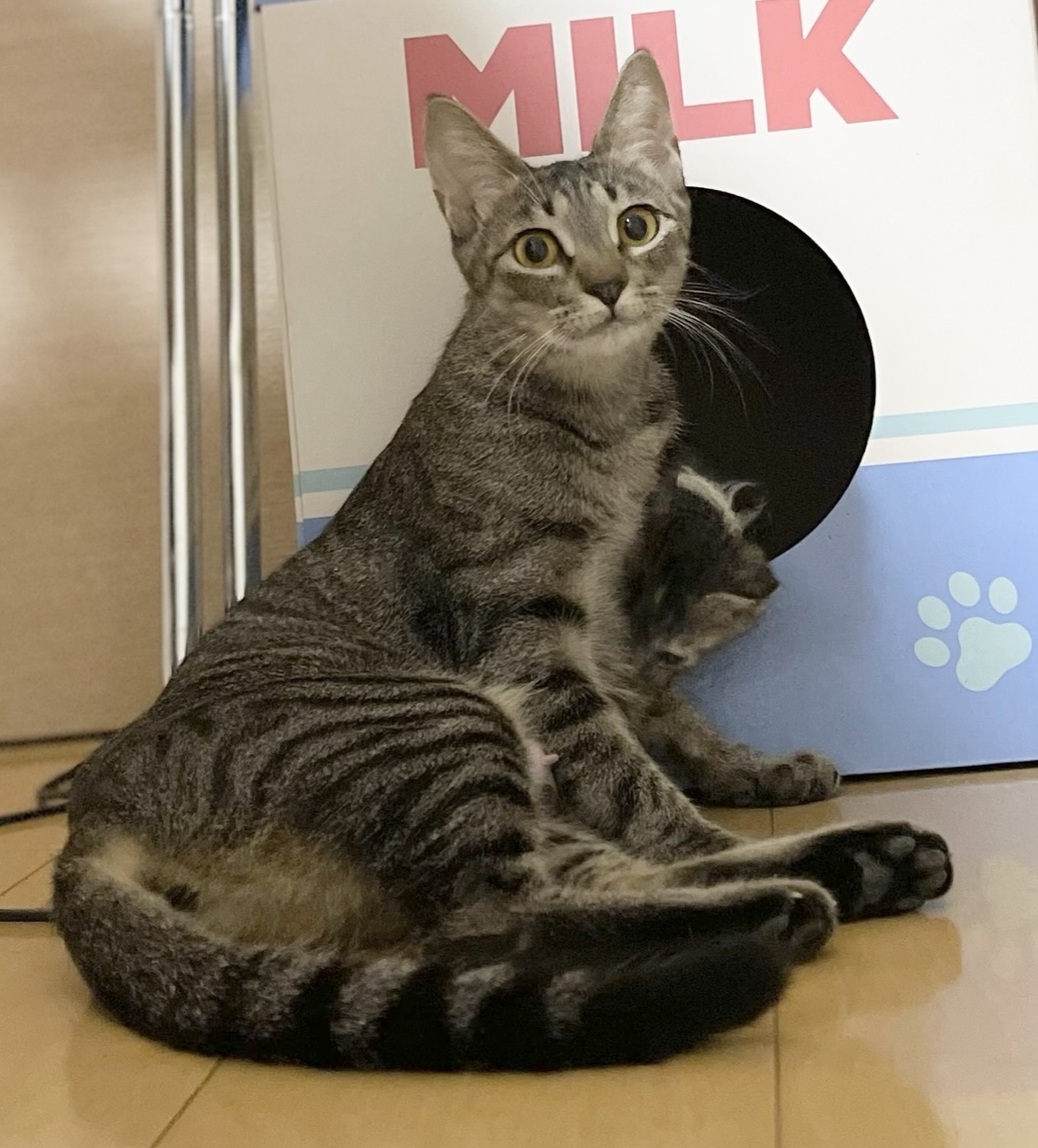 超スリゴロ✨優しいアイちゃん✨キジトラママ