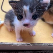 メスの可愛ー姉妹