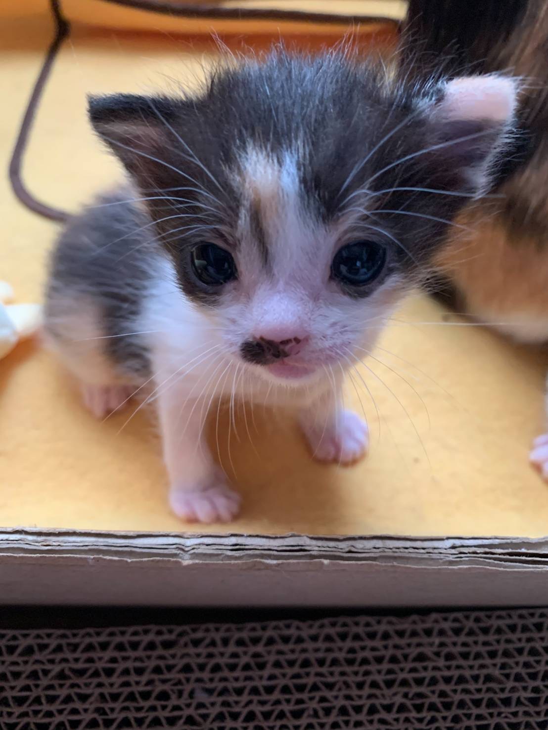 メスの可愛ー姉妹