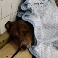 毛布を被り固まってます