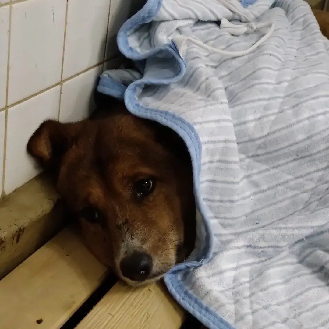 毛布を被り固まってます