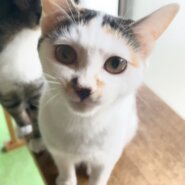 穏やかで性格抜群に良い子♡ユメちゃん