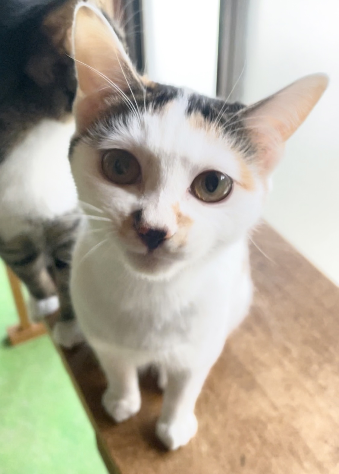 穏やかで性格抜群に良い子♡ユメちゃん