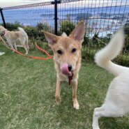 生後9ヶ月の男の子