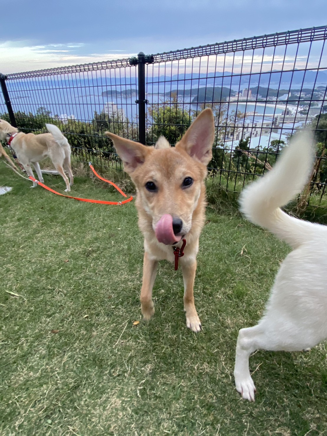 生後9ヶ月の男の子