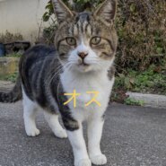 3歳くらいのオス 去勢済み