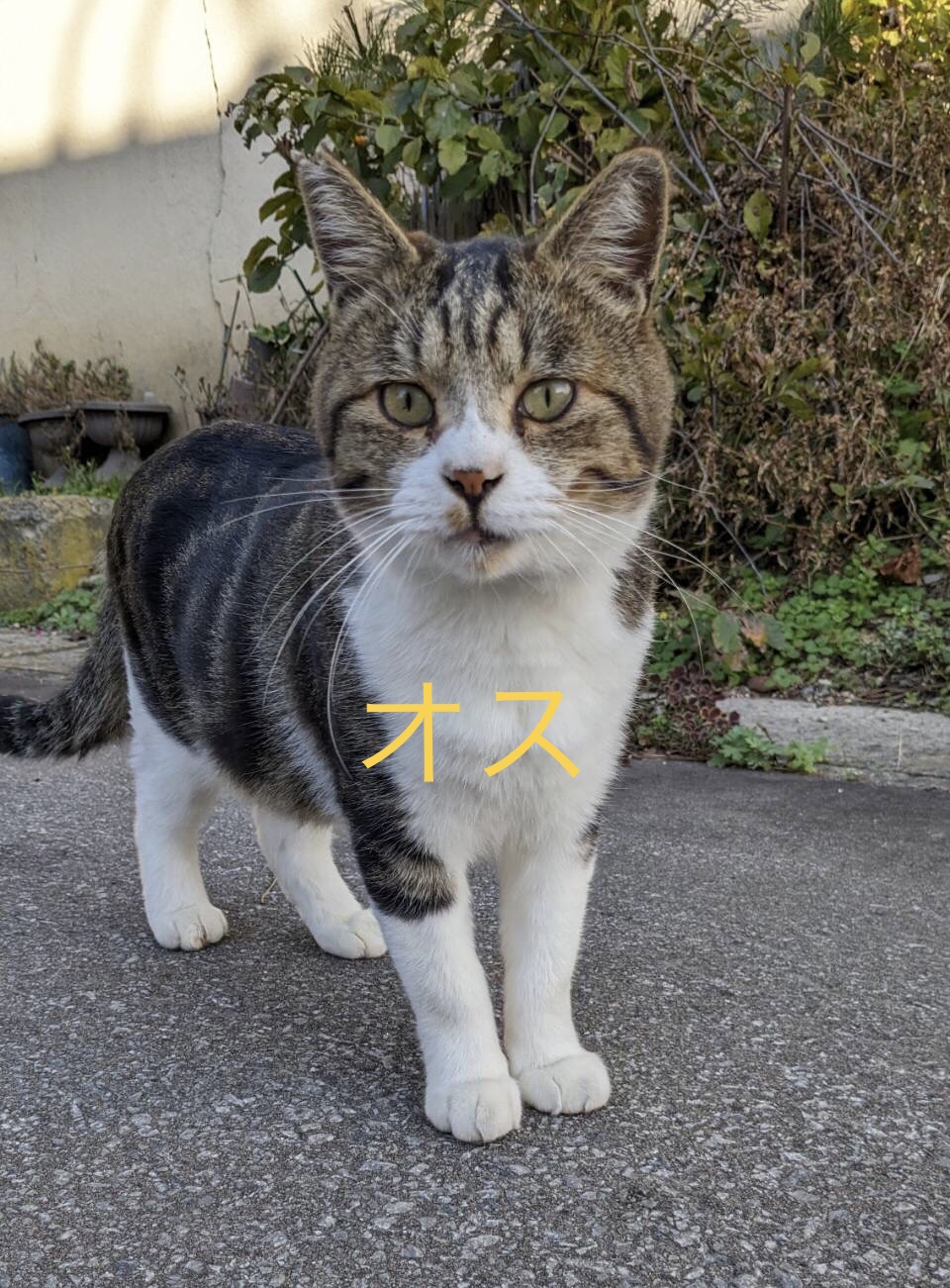 3歳くらいのオス 去勢済み