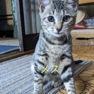 生後4ヶ月 3匹ともトライアル決定！