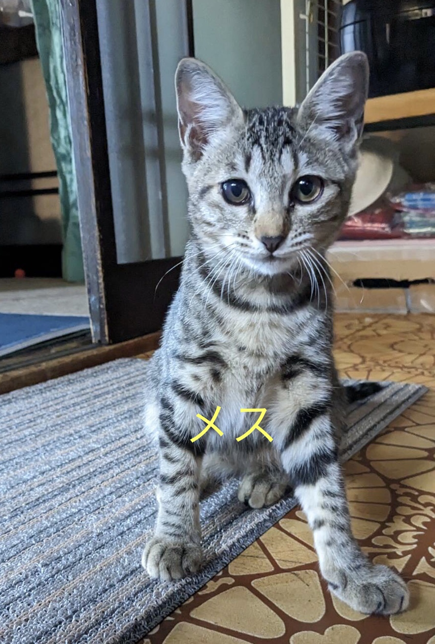 生後4ヶ月 3匹ともトライアル決定！