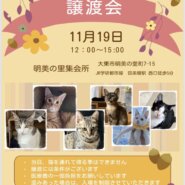 11月19日　ななしのねこさん譲渡会