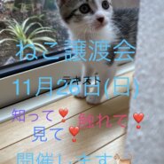 猫の譲渡会