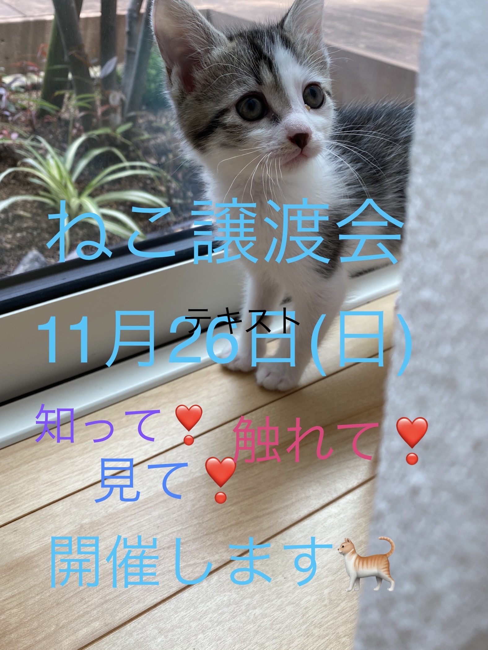 猫の譲渡会