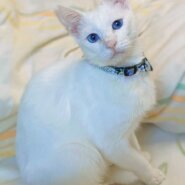 いつも側にいてくれる大人しくて優しい♂（糸島市）