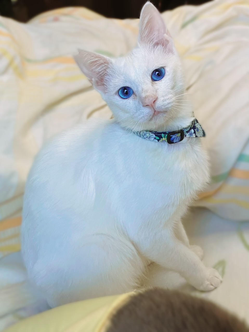 いつも側にいてくれる大人しくて優しい♂（糸島市）