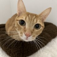 【譲渡決定】しん：人馴れ抜群！甘えん坊の我慢強い男の子