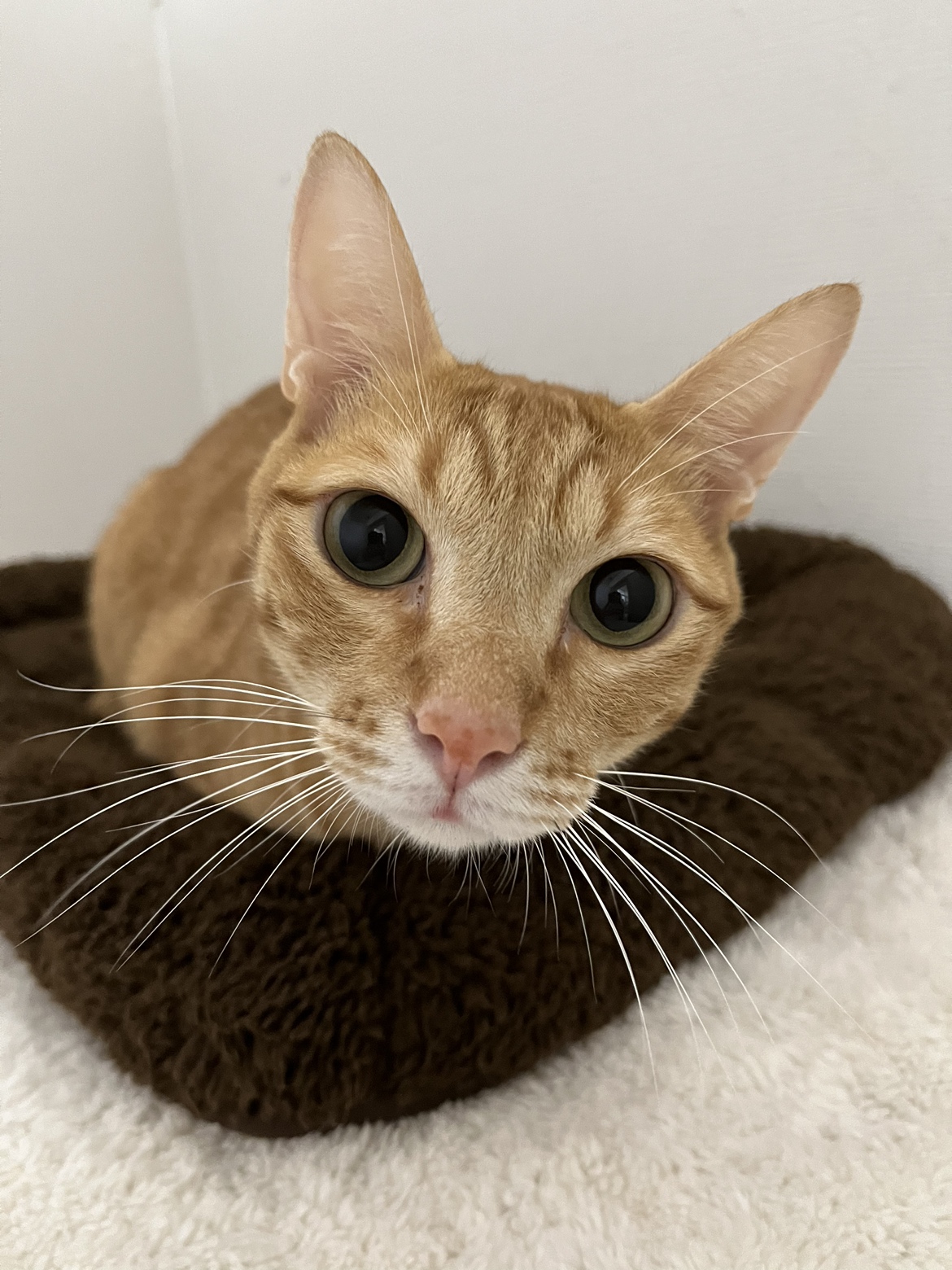 【譲渡決定】しん：人馴れ抜群！甘えん坊の我慢強い男の子