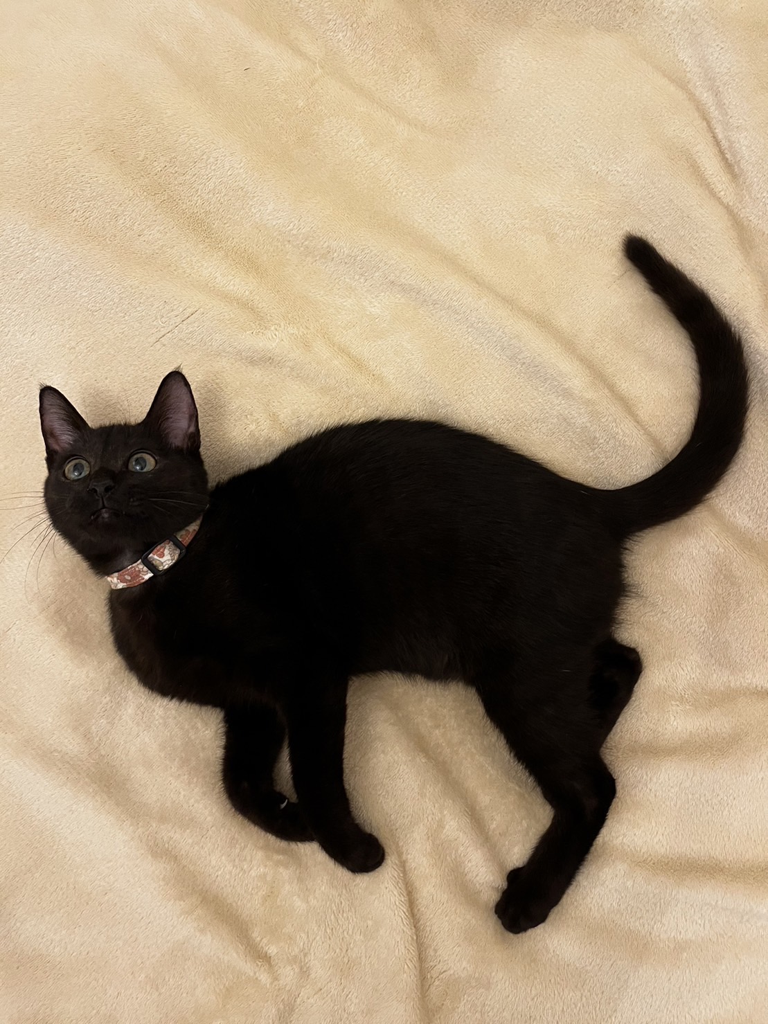 甘えん坊の小さな女の子（糸島市）