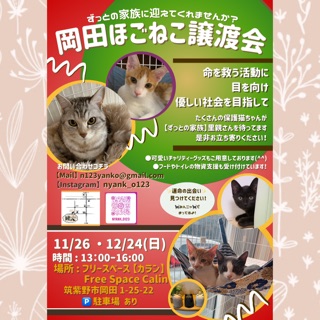 【岡田ほごねこ譲渡会】
