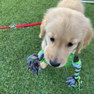 ゴールデンレトリーバー生後3ヶ月（男の子）