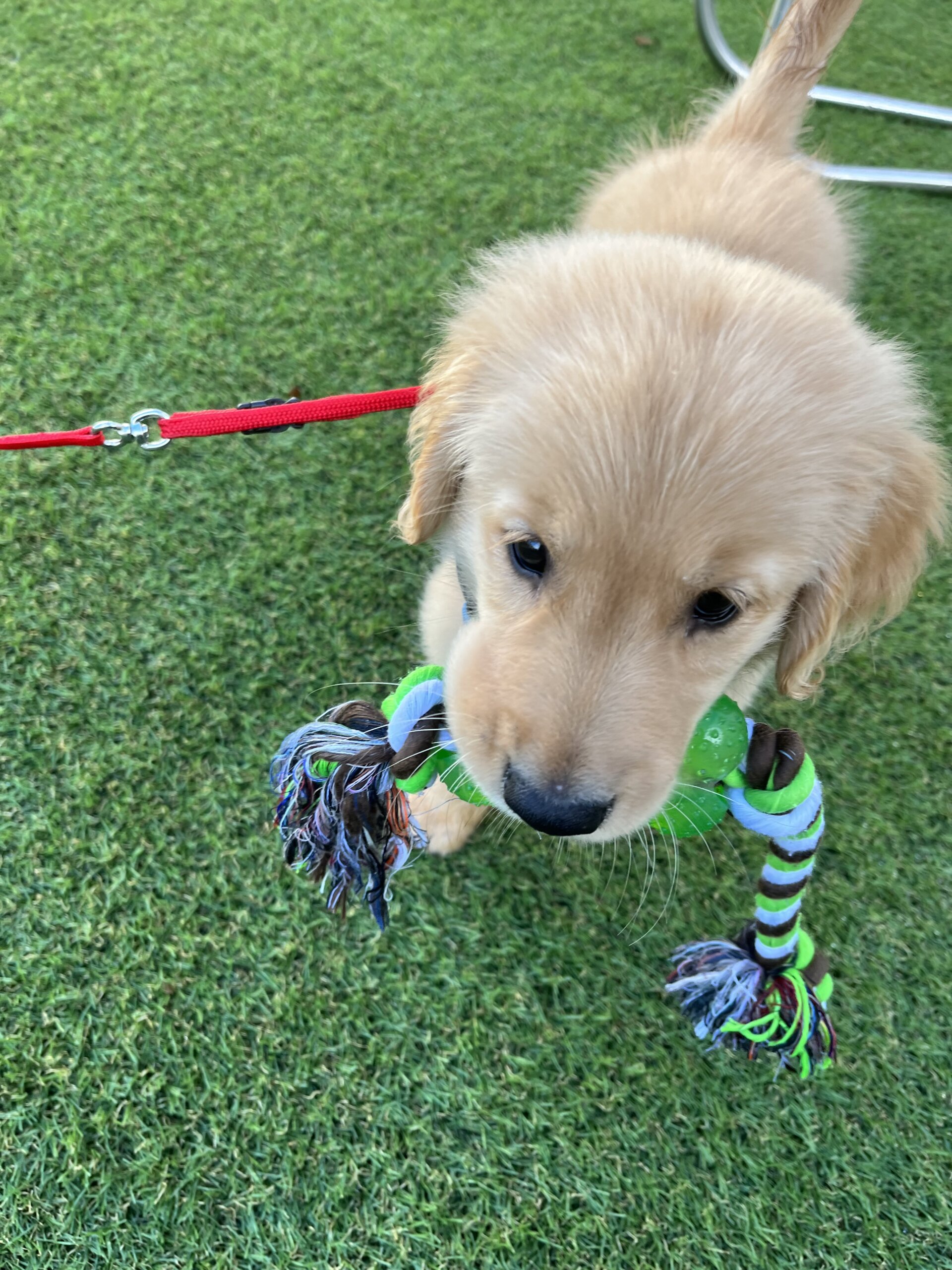 ゴールデンレトリーバー生後3ヶ月（男の子）