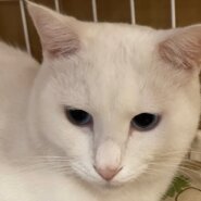 真っ白で綺麗なマオちゃん里親様募集中