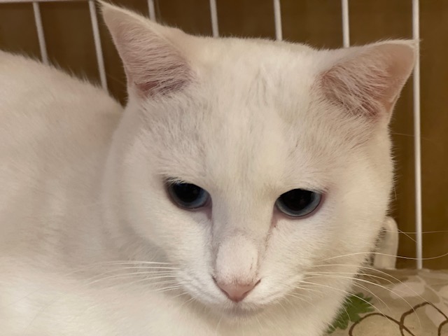 真っ白で綺麗なマオちゃん里親様募集中