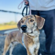 家族に迎えてください