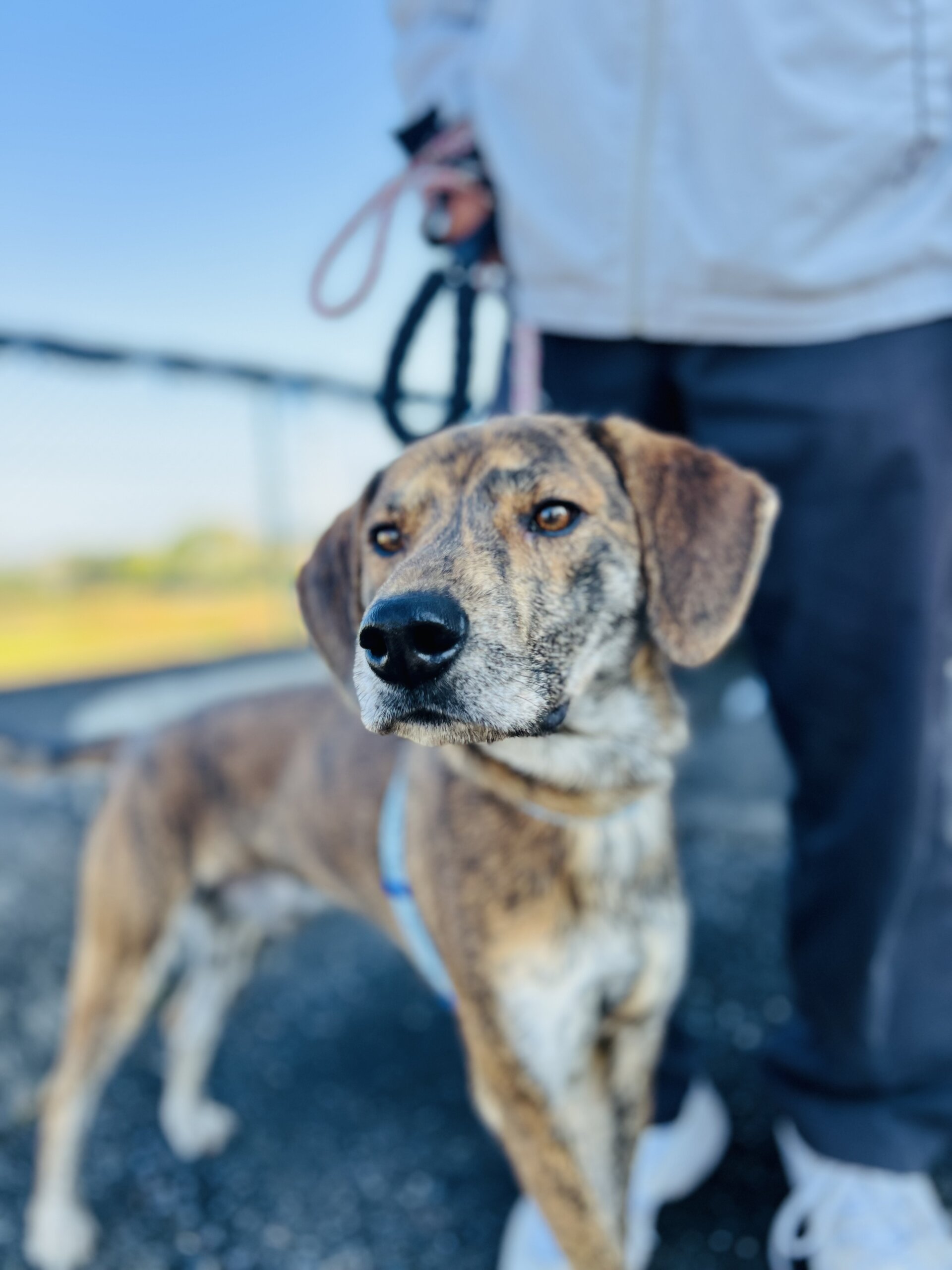 家族に迎えてください