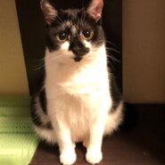 里親さん決定！のんびり屋の女のコ