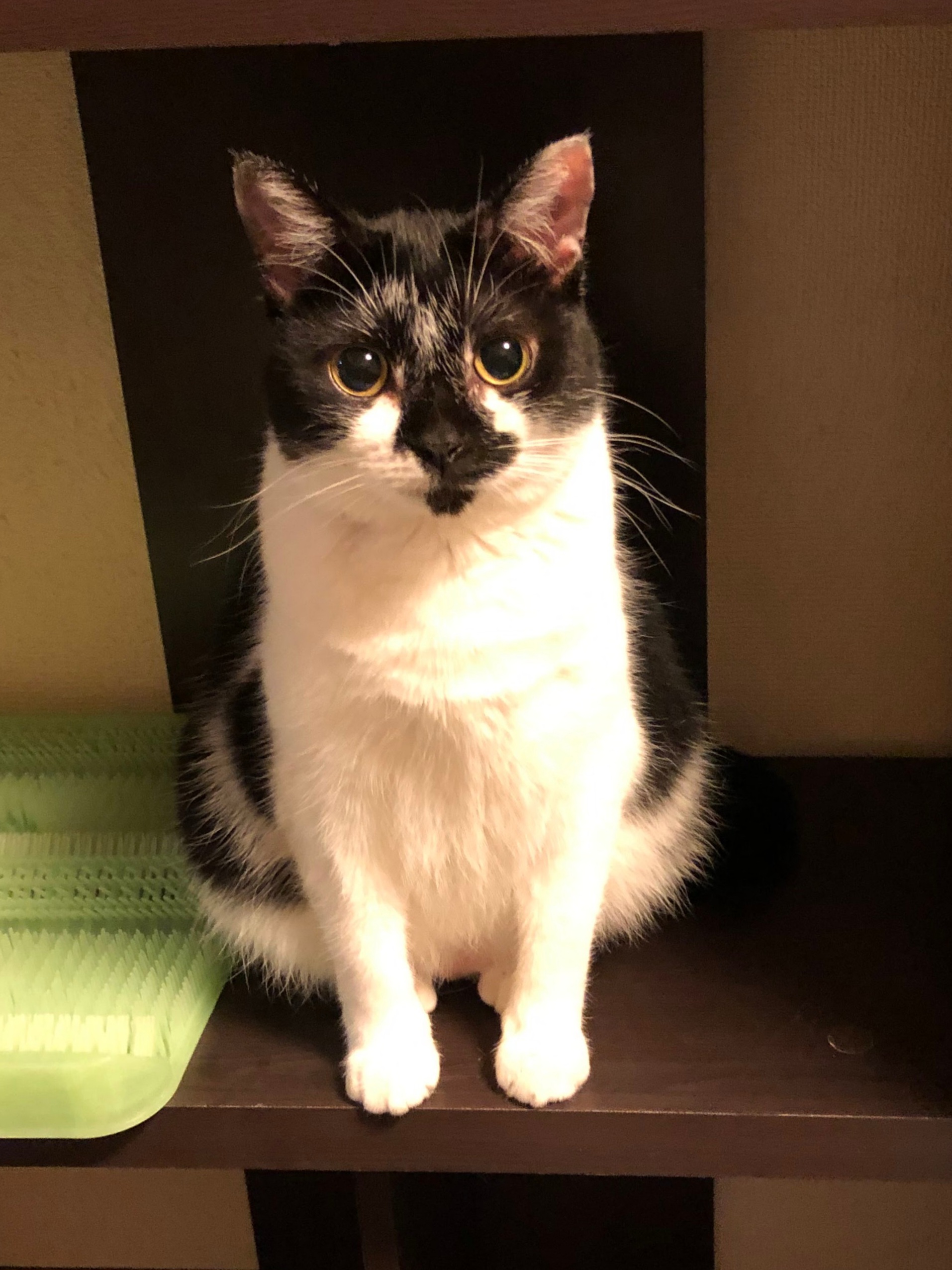 里親さん決定！のんびり屋の女のコ