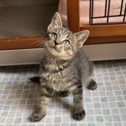 元気で可愛いキジトラ女の子